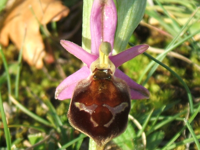 orchidee del gargano